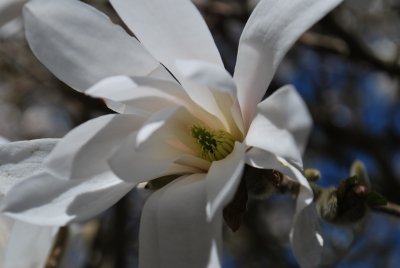 Magnolia stellata - šácholan hvězdovitý - detail květu